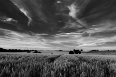 Across the fields from Marsham