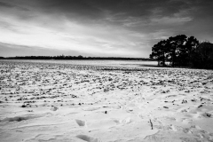 Snowy Fields