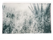 Grasses on Outney Common