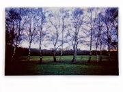 Line of Silver Birches