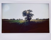 Lone Tree