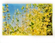 Forsythia in Bloom