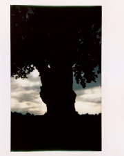 Silhouette Oak