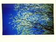 Spring Branches