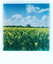 Yellow Spring