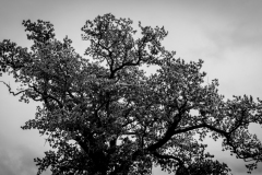 Autumnal Oak