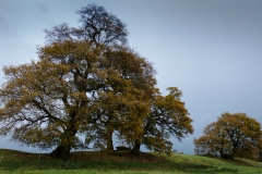 Oak Trees, Caistor St Edmund, Norfolk