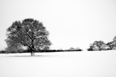 Snow and Tree