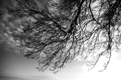 Trees #02