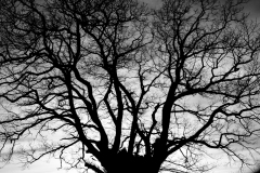 Tree Silhouette #4