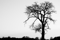 Tree Silhouette #6