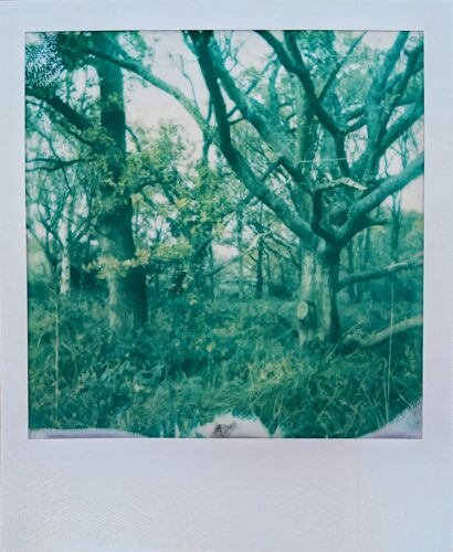 Colour Polaroid photo of trees in a wood against a grey-white sky. The image has a green tinge to it because of the cold environment when it was shot